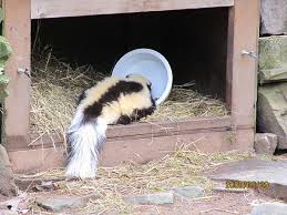 They're the offspring of stray or feral cats, not domesticated cats who have gone primal. Four Ways To Keep Cats Safe From Skunks Catster