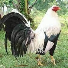 Jenis ayam filipina dari warna nya ayam philipina black bonanza / ayam philipina brassback 7 aylar önce. Pencinta Ayam Philipina Bontangsangatamarangkayumuara Badak Home Facebook