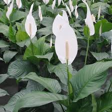 Gambar Bunga Keladi Yang Cantik 15 Jenis Macam Aneka Tanaman Hias Gantung Dan Daun 2017 Tips Agar Bunga Keladi Tidak Keriting Tanaman Di 2020 Menanam Bunga Tanaman