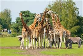 Beekse bergen 1 5081 nj hilvarenbeek нидерланды. Afrika Gevaarlijk Dichtbij Safaripark Beekse Bergen Kidsproof Den Bosch