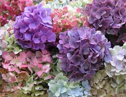 Hydrangeas Wallpapers Wallpaper Cave New users enjoy 60% off. hydrangeas wallpapers wallpaper cave