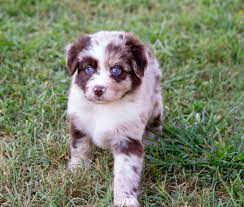 Check spelling or type a new query. Price Kicking K Australian Shepherds