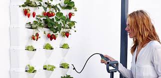 During hot summer days, water 3 times a week, preferably early in the morning and apply organic fertilizer every 2. How To Plant Care For Strawberries Minigarden Us