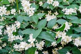 Check spelling or type a new query. Kunda Jasminum Multiflorum Uses Remedies Medicinal Qualities