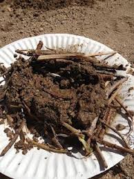 Birds That Make Nests Out Of Mud Fun For Kids Make A Birds Nest With Sticks And Mud Bird Nest Nest How To Make