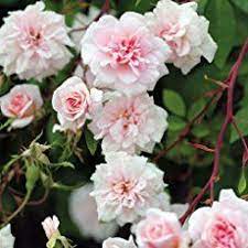 1 Potted Own Root Of Cecile Brunner Climbing Rose Pink Fragrant Rose Plant Planting Roses Climbing Rose Plants Climbing Roses