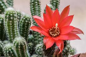 Los cactus de barril son los clásicos habitantes del desierto del saber popular. Cultivo Y Cuidados Del Cactus Cacahuete Blog Patricia Lopez Diseno Floral