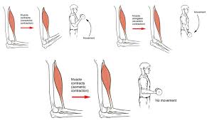 1. Describe The Specific Characteristics Of Treppe, Summation, Incomplete  Tetanus, And Complete Tetanus (What Happens? How Are They Different? Muscle  Twitch Phases? Tension?). 2. What Are Two Molecular Causes Of Treppe And