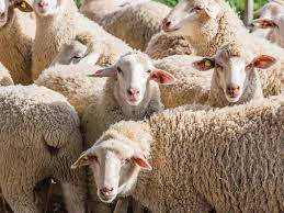 Sheep Farming What You Need To Know Molatek