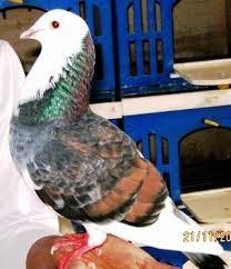 Pada akhir zaman nanti akan muncul suatu kaum yang bersemir dengan warna hitam seperti tembolok merpati. Pratama Jaya Memilih Burung Merpati Menurut Warna Bulu