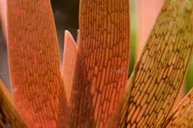 Image result for Xyris schliebenii