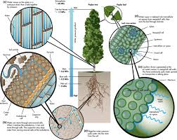 Pin By Aerobe On Root Stem Leaf Drought Cell Wall Plant Cell