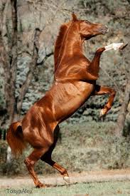Beautiful Golden Brown Horse Horses Warmblood Horses Beautiful Horses