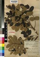 Image result for Lannea discolor