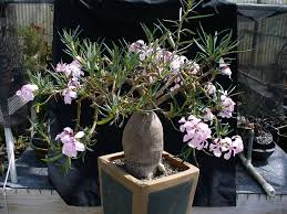 Image result for Pachypodium
