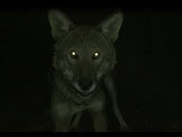 Blue eyes white wolf primarchkryik. Why Do Wolves Eyes Glow In The Dark Wolf Conservation Center