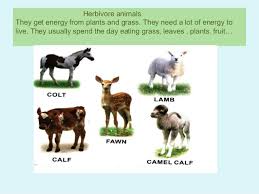 Animal World Lessons Tes Teach