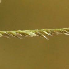 Image result for Sporobolus pyramidalis