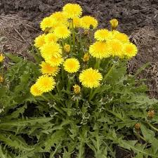 Image result for Taraxacum