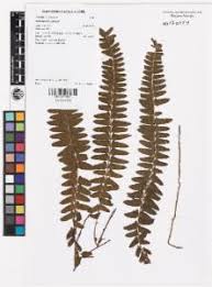 Image result for Arthropteris palisotii