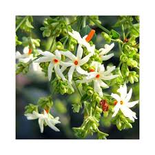 Incredible View Indian Beliefs On Parijat Tree Coral Jasmine Tree In 2020 Jasmine Tree The Incredibles Jasmine