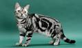 American Shorthair Cat Breed - Facts and Personality ...