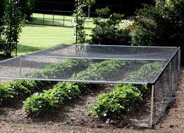 Birds are a fierce pest with blueberries. Hardscaping 101 Fruit Cages Gardenista