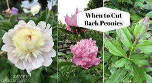 We did not find results for: When To Cut Back Peonies Time Your Pruning To Help Next Year S Blooms