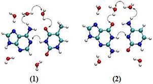 Review those terms and write a short definition. Frontiers The Role Of Proton Transfer On Mutations Chemistry