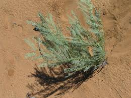 Image result for Elephantorrhiza suffruticosa