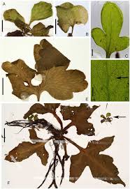 Image result for Ceratopteris thalictroides