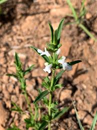 Image result for Acrotome thorncroftii