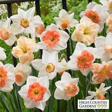 60 Days Of Daffodils Mix Planting Tulips Daffodil Bulbs Spring Flowering Bulbs