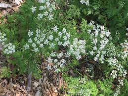 Check spelling or type a new query. The Great Mystery Of Flowering Plants By The Roadside The Riverdale Press Riverdalepress Com