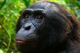 The World S Second Largest Rainforest Congo Great Ape Bonobo Congo Rainforest