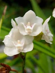 10 Unusual Orchids That Look Like ...