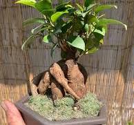 Is this Ficus bonsai and how tall will it grow?