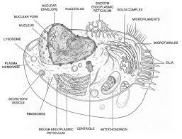 Animal cell anatomy diagram structure with all parts nucleus smooth rough endoplasmic reticulum cytoplasm golgi apparatus. Plant And Animal Cells Diagram