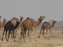 Bush, and maneet chauhan at brainyquote. Vintage Vixen Indian Epic Travels In Kutch Gujarat Birding In Banni