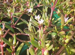Image result for Sesuvium portulacastrum
