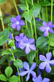 Image result for Vinca minor