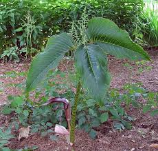 We zijn een kwekerij van vaste planten die we kweken en verkopen voor de particuliere sector. Photo Of The Entire Plant Of Cobra Lily Arisaema Speciosum Himalayan Giant Posted By Eclayne Garden Org