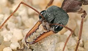 As of 1999, australia and its external territories represent 1,275 described taxa (subspecies included) divided into 103 genera and 10 subfamilies. Australia S Native Bull Ants Are Really Just Wingless Wasps
