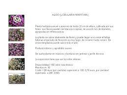 Vivero Acope Plantas Solidarias Petunia Hybrida Generosa Planta