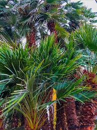 It is the origin of all the botanical gardens in the world, a cradle of science and scientific exchange, serving as the basis for the understanding of the relationship between nature and culture. Abgesagt Fahrt Ins Grune Nach Venedig Und Padua 26 29 Marz 2020 Biogartner