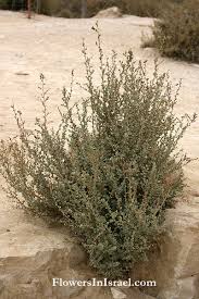 Image result for Atriplex halimus