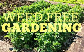 Check spelling or type a new query. No More Weeds Here S My Secret To Weed Free Gardening Farm Fresh For Life Real Food For Health Wellness