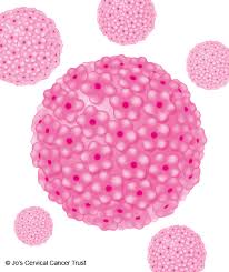 Image result for human papilloma virus