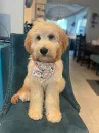 This is my 8 week old Golden Cavalier, Leo! So happy to finally find  someone breeding in the UK 😍 He weighs 4.5kg at 8 weeks. I'm wondering how  big he will