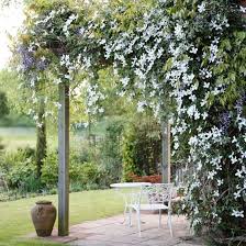 Shop for clematis montana wall art from the world's greatest living artists. Pin By Bee Draper On Garden Arbors And Arches Clematis Climbing Clematis Classic Garden